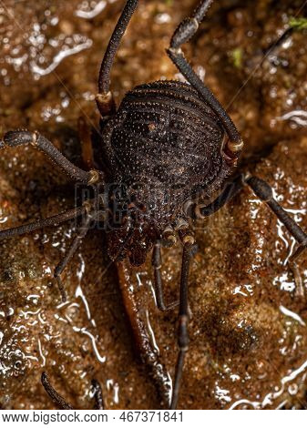 Adult Gonyleptid Harvestmen Of The Genus Discocyrtanus
