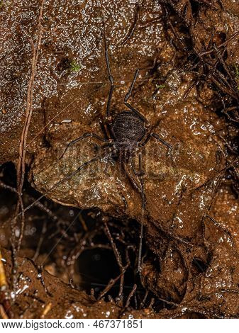 Adult Gonyleptid Harvestmen Of The Genus Discocyrtanus