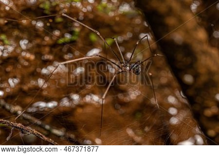 Small Male Cellar Spider Of The Family Pholcidae