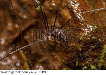 Small Male Cellar Spider Of The Family Pholcidae