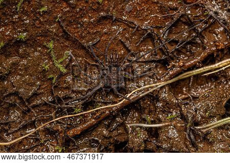 Adult Gonyleptid Harvestmen Of The Genus Discocyrtanus