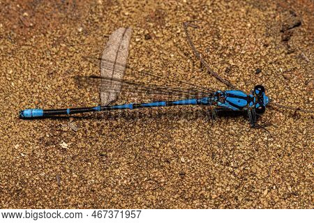 Adult Narrow-winged Damselfly Of The Family Coenagrionidae
