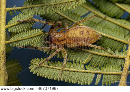 Adult Female Ghost Spider Of The Family Anyphaenidae