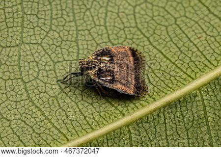Adult Small Planthopper Of The Genus Bothriocera