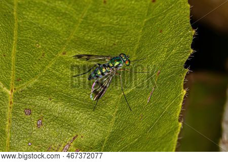 Adult Long-legged Fly Of The Genus Condylostylus