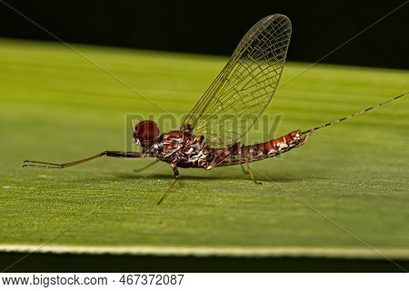 Adult Male Prong-gilled Mayfly Of The Genus Thraulodes