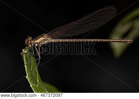 Adult Broad-winged Damselfly Of The Family Calopterygidae