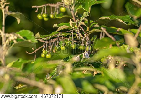 Flowering Plant Of The Species Solanum Paniculatum Commonly Known As Jurubeba A Nightshade Common In