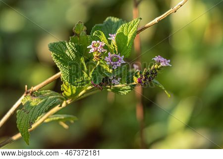 Ternate Lantana Plant Of The Species Lantana Trifolia