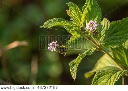 Ternate Lantana Plant Of The Species Lantana Trifolia