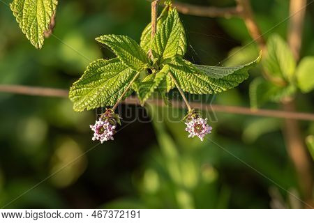 Ternate Lantana Plant Of The Species Lantana Trifolia