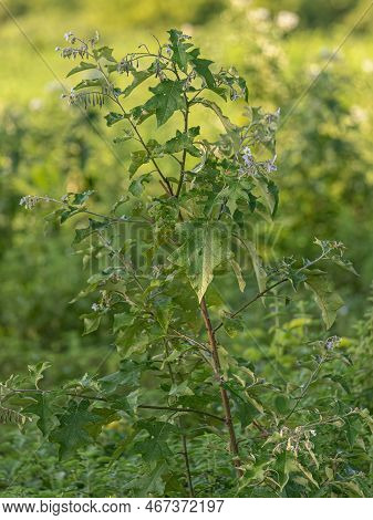 Flowering Plant Of The Species Solanum Paniculatum Commonly Known As Jurubeba A Nightshade Common In
