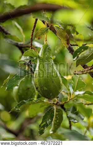 Avocado Fruit Tree Of The Species Persea Americana