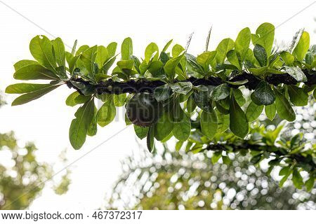Calabash Tree Of The Species Crescentia Cujete With Selective Focus