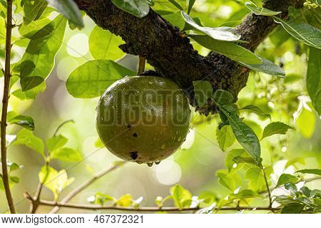 Calabash Tree Of The Species Crescentia Cujete With Selective Focus