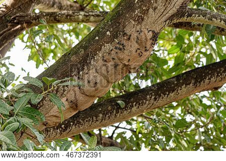 Warrior Wasp Nest Of The Species Synoeca Surinama