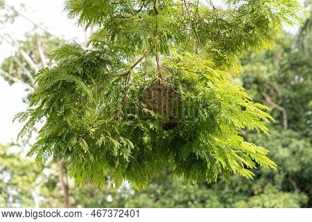 Nest Of Honey Wasps Of The Genus Brachygastra
