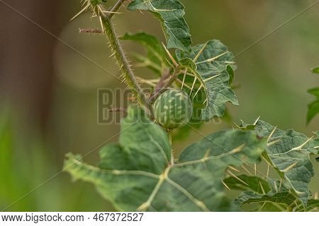 Small Nightshade Plant Of The Species Solanum Palinacanthum