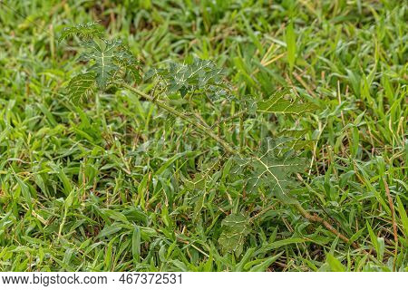 Small Nightshade Plant Of The Species Solanum Palinacanthum