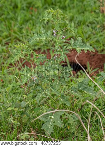 Small Nightshade Plant Of The Species Solanum Palinacanthum