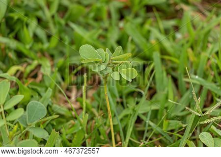 Small Green Plant Of The Family Fabaceae