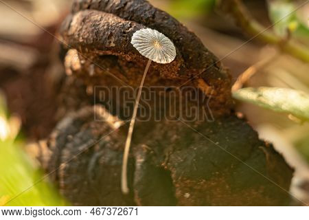 Common Gilled Mushroom Of The Genus Parasola