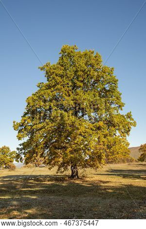 Autumn Oak Tree Foliage. Yellow Quercus Leaves In The Fall. Gavurky. Slovakia.