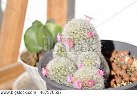 Mammillaria Carmenae ,mammillaria Or Cactus Or Succulent Or Mammillaria Carmenae With Pink Flowers