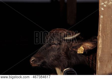 The Buffaloes In The Pen Stuck Out Their Heads To Graze. Agriculture, Farming And Animal Husbandry C