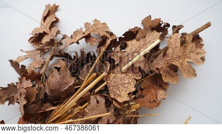 The Badnjak Veseljak Is A Tree Branch Or Entire Tree That Is Central To Serbian Christmas Celebratio