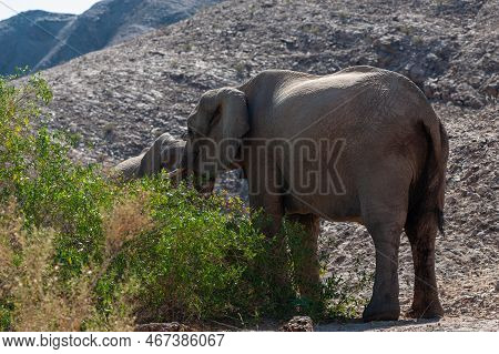 Encounter With A Desert Elphant In Northern Namibia.