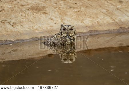 Closeup View Of A Indian Scops Owl Or Otus Bakkamoena Owlet Bird With Reflection In Water Quenching 
