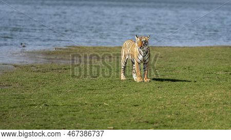 Wild Royal Bengal Female Tiger Or Panthera Tigris Tigris At Natural Scenic Rajbagh Lake Scenery Land