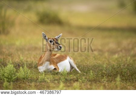 Wild Female Blackbuck Or Antilope Cervicapra Or Indian Antelope Closeup Or Portrait Resting In Natur