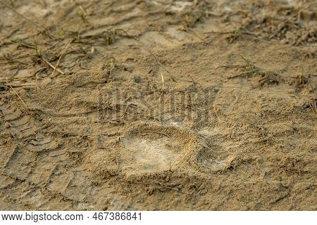 Wild Female Bengal Tiger Pugmark On Forest Track After Winter Morning Stroll In Safari At Dhikala Fo