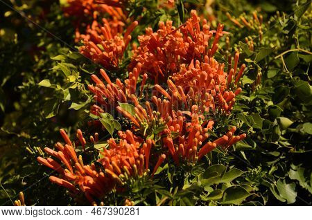 Pyrostegia Venusta Or Flamevine Flower And Plant. Orange Trumpet Flowers And Blue Sky Background