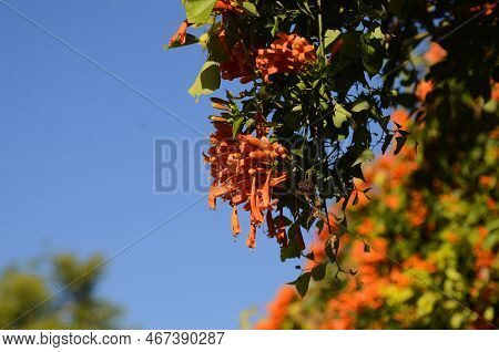 Pyrostegia Venusta Or Flamevine Flower And Plant. Orange Trumpet Flowers And Blue Sky Background