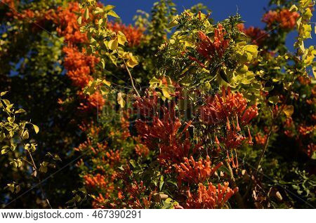 Pyrostegia Venusta Or Flamevine Flower And Plant. Orange Trumpet Flowers And Blue Sky Background