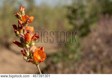 Open Globemallow Blossoms On Branch Bask In The Sun In Zion National Park