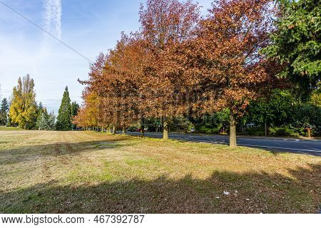Autumn Trees Line A Streeet In Seatac, Washington.