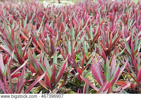 Tradescantia Spathacea Tree Stock On Farm