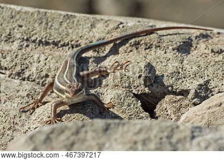 Blue-tailed Skink Lizard Stood On A Stone Rock In Rural Countryside Garden Sunbathing