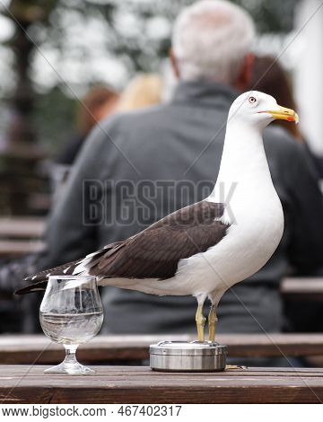 Close-up Of Seagull Perching On Table At A Pub