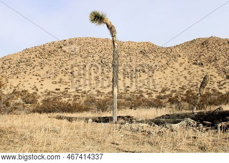 Joshua Tree Besides Logs From Fallen Joshua Trees Besides Creosote Shrubs On A Sandy Plain Surrounde