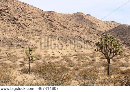 Joshua Trees And Creosote Shrubs On An Arid Field Taken At The Mojave Desert In Saddleback Butte Sta