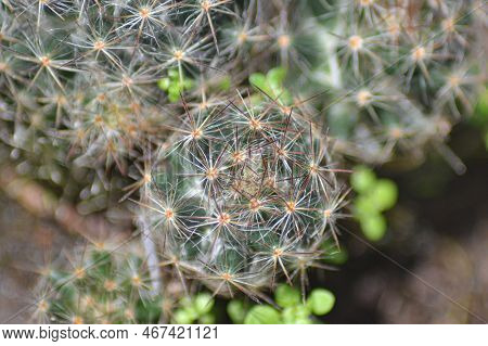 Close Up Of Mammillaria Perbella On A White Pot, With A Little Green Leaf Around It