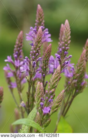 Natural Closeup On A Purple Flowering Blue Vervain, Verbena Hastata In The Garden