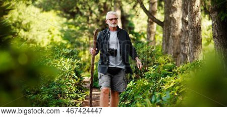 Active Elderly Man Walks With A Stick Through The Green Forest, Health Route. Adventure Is Ageless.