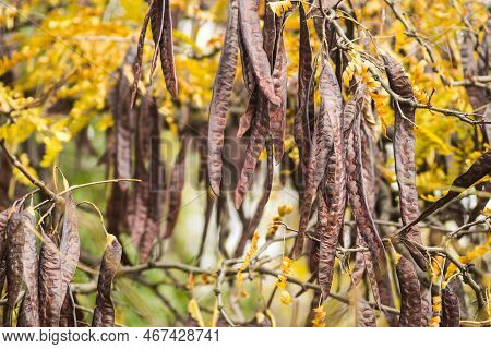 Carob Pods On The Tree.