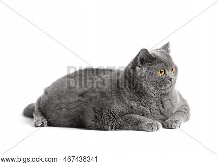 Purebred Shorthair Cat Lies On A White Background. Fat Scottish Cat Isolated. Obesity Of The British